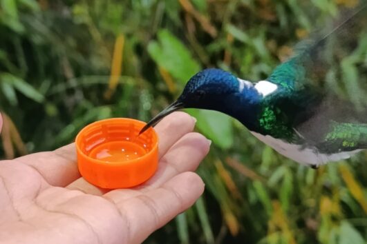 Observación de Colibríes